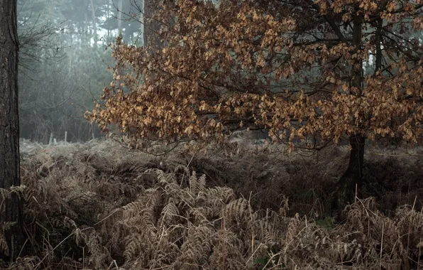 Осень, лес, природа