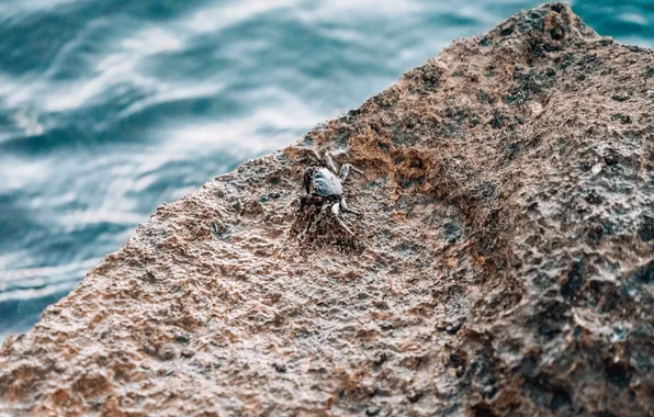 Sea, rocks, crab