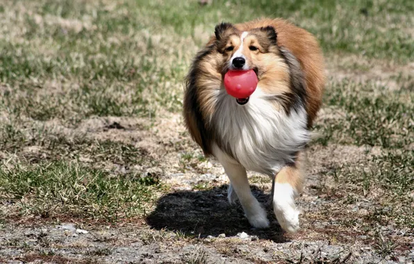 Собака, мячик, играит, колли, мчит