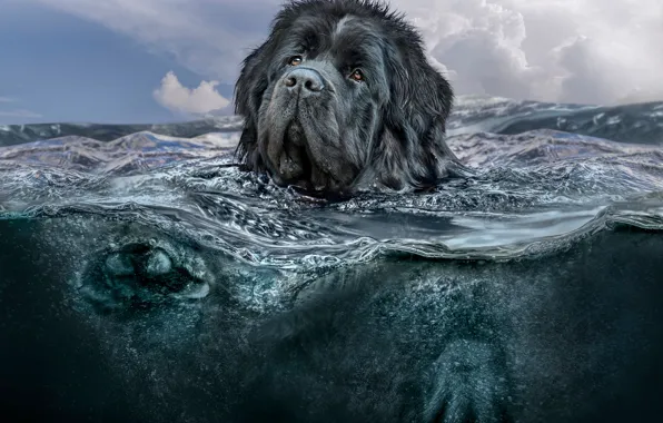 Море, небо, взгляд, морда, вода, облака, природа, рендеринг