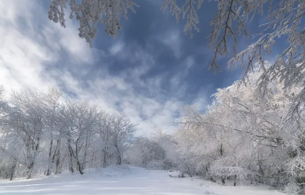 Картинка зима, небо, снег, деревья, ветки