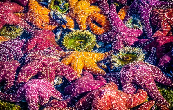California, Laguna Beach, Sea Stars, Mosaic