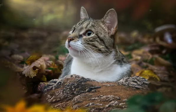 Кошка, кот, взгляд