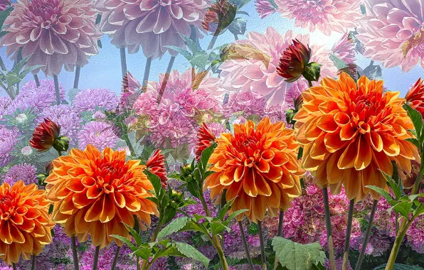 Grafika, Kwiaty, Bratki, Trawa