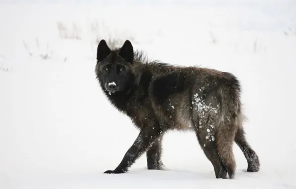 Nature, predator, animal, wolf, wildlife, portrait, portrait., Canis lupus. face