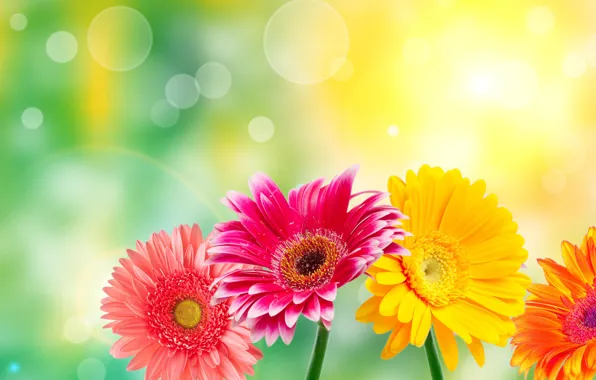 Картинка макро, свет, блики, герберы, gerberas