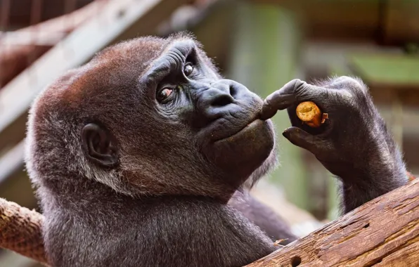 Animal, wildlife, Gorilla