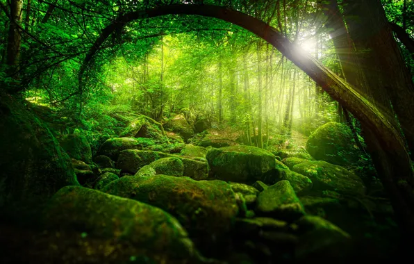 Картинка зелень, лес, солнце, лучи, деревья, природа