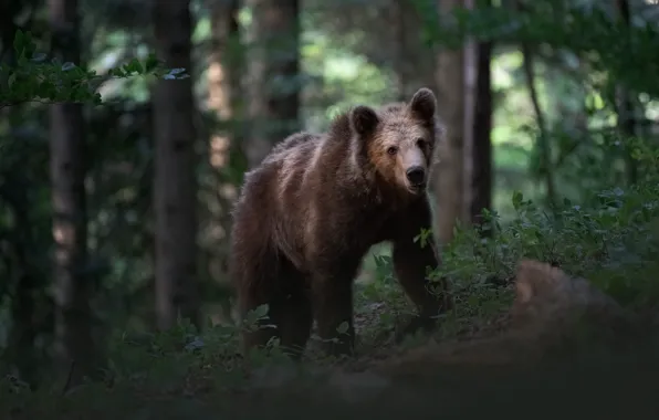 Лес, взгляд, морда, деревья, поза, заросли, стволы, листва