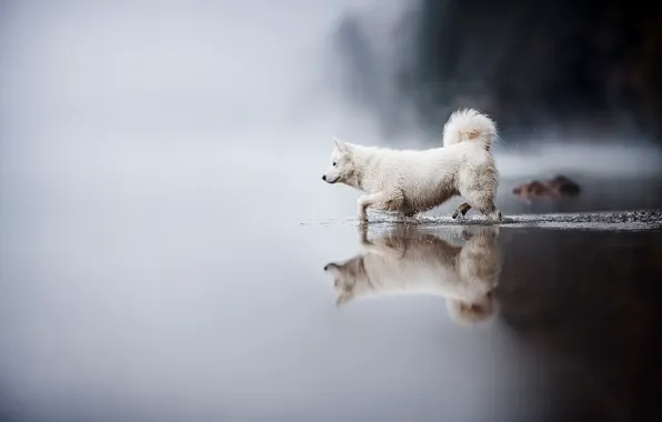 Вода, туман, озеро, отражение, берег, собака, утро, купание