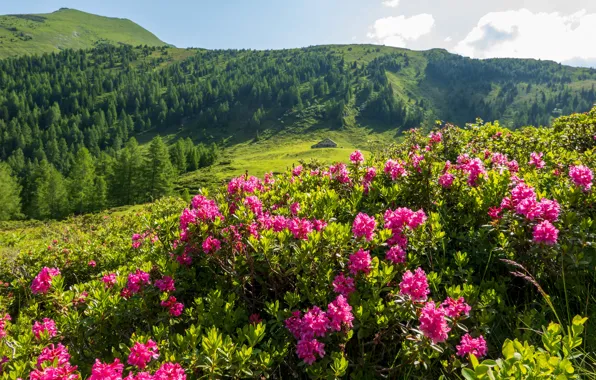 Лес, цветы, горы, домик, розовые, кусты, рододендроны