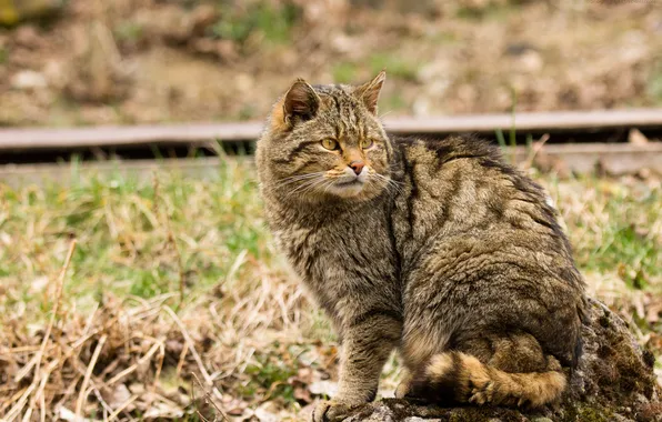 Картинка кошка, взгляд, лесной кот, дикий кот