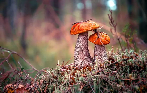 Картинка осень, лес, грибы, подосиновик