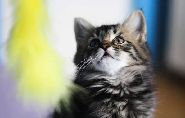 Кошка, кот, взгляд, поза, мордашка
