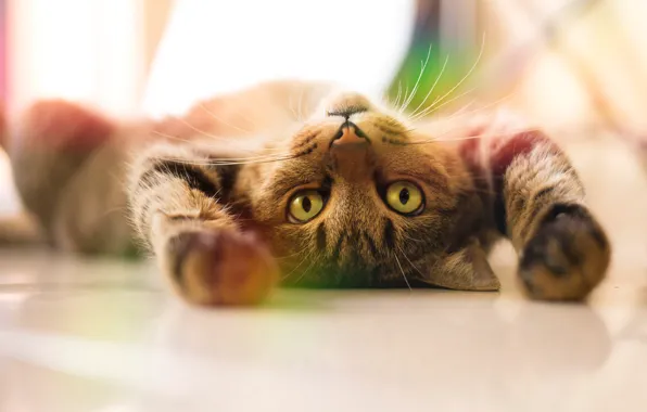 Картинка кошка, кот, взгляд, поза, серый, лапы, лежит, светлый фон