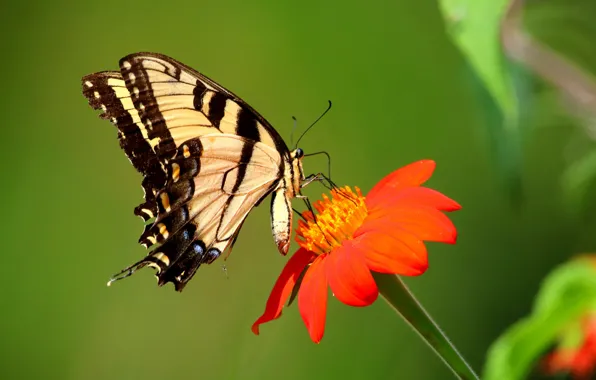 Цветок, бабочка, butterfly