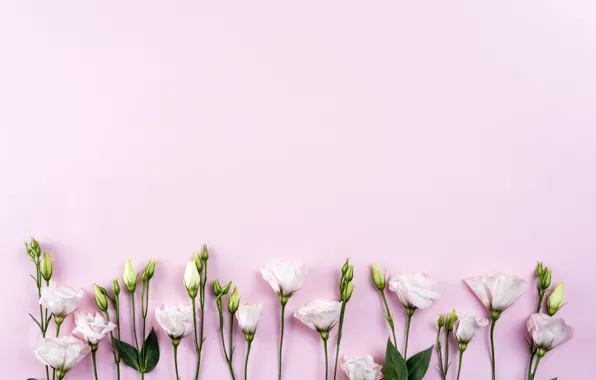 Картинка цветы, white, белые, розовый фон, хризантемы, flowers, beautiful, romantic