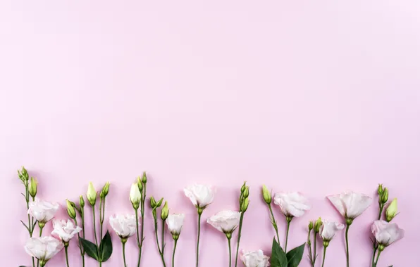 Цветы, white, белые, розовый фон, хризантемы, flowers, beautiful, romantic