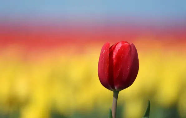 Картинка цветок, фон, тюльпан