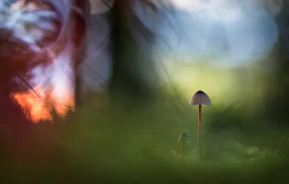 Осень, природа, грибы