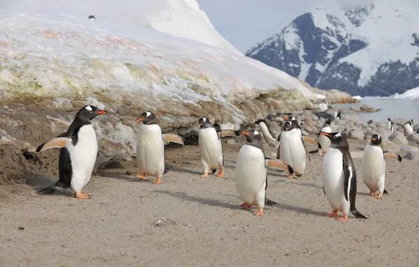 Картинка птицы, пингвины, Антарктика