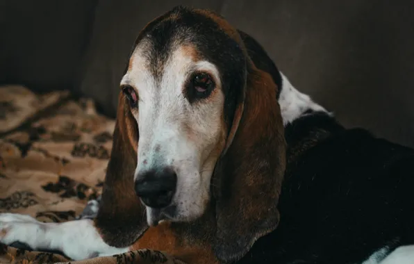 Взгляд, портрет, собака, Бассет-хаунд, гончая, basset, HoundDog, hound