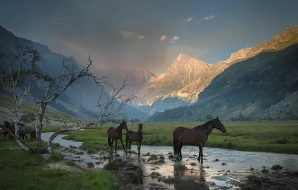 Картинка трава, горы, ручей, дерево, кони, долина, лошади, дымка