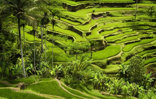 Картинка green mountains, planting, rice crops