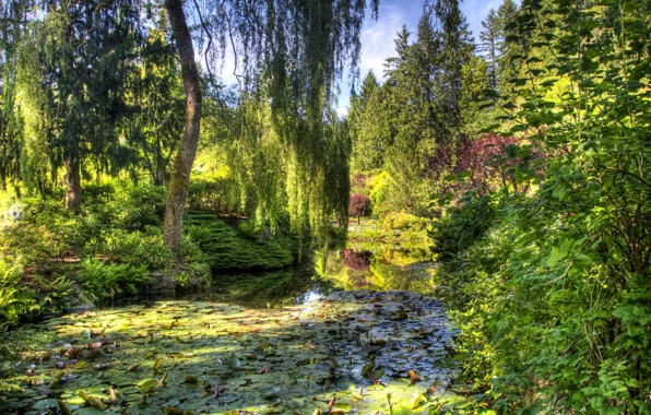 Зелень, деревья, пруд, сад, Канада, кусты, Victoria, Butchart Gardens