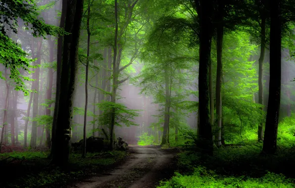 Лес, деревья, туман, путь