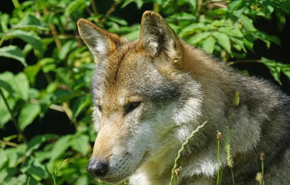 Картинка nature, snow, predator, face, animal, wolf, wildlife, portrait