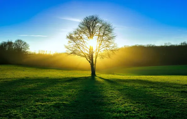 Картинка поле, лес, лето, солнце, свет, дерево