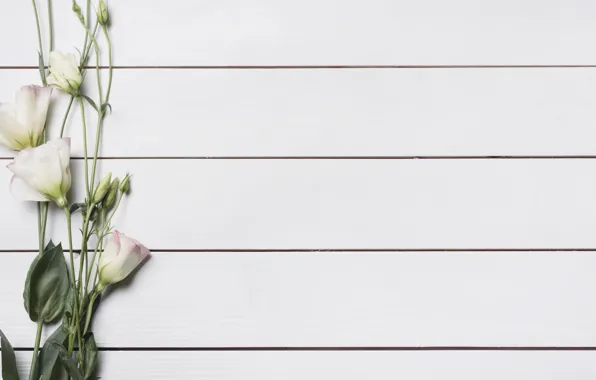 Белый, цветы, фон, Beautiful, flower, wood, эустома, eustoma