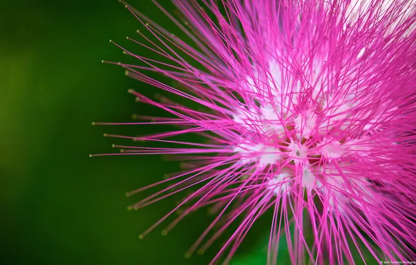 Картинка цветок, макро, Pink flower
