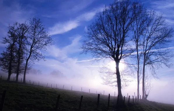 Картинка небо, деревья, туман, утро