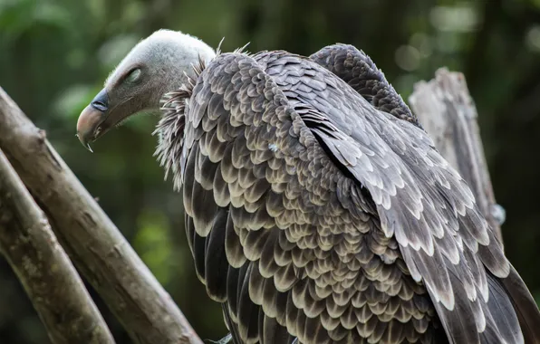 Bird, feathers, predator, beak, vulture