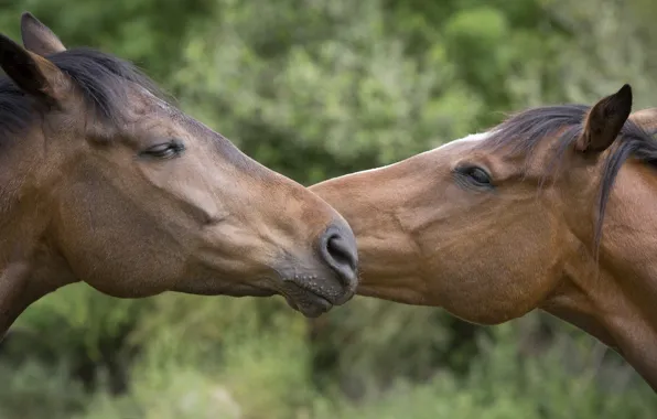 Морда, любовь, конь, лошади, дружба, пара, профиль, ласка