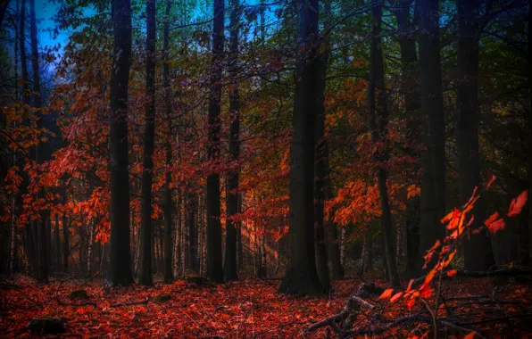 Картинка осень, лес, листья, деревья, парк, обработка, вечер