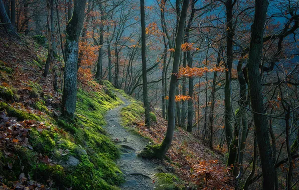 Осень, лес, деревья, ветки, природа, камни, стволы, листва