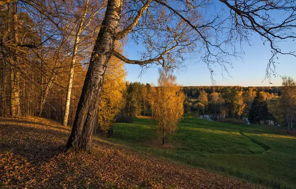 Картинка поле, осень, пейзаж, листва, Олег Зверев, Костромская область, Щелыково