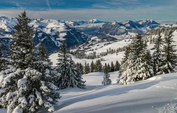 Картинка зима, снег, деревья, пейзаж, горы, природа, Швейцария, ели