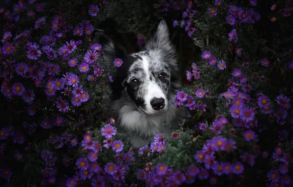 Картинка цветы, природа, портрет, собака, много, сиреневые, бордер-колли, сиреневый фон