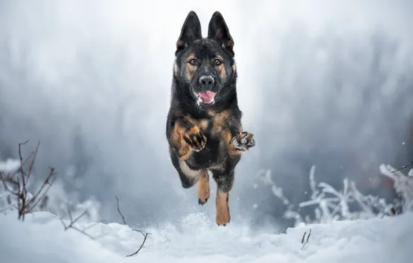 Картинка зима, собака, бег
