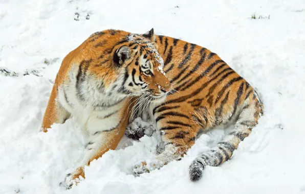 Картинка зима, взгляд, снег, тигр, поза, сугробы, лежит