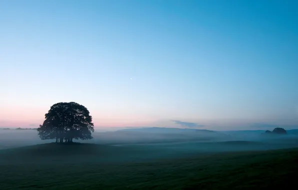 Картинка небо, туман, дерево, утро, morning