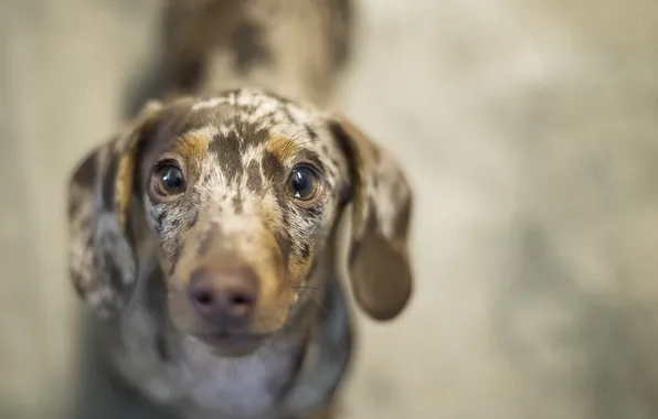 Взгляд, друг, собака