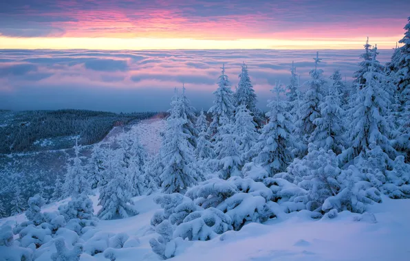 Картинка зима, снег, деревья, рассвет, утро, ели, Польша, сугробы