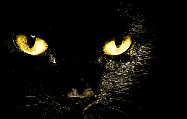 Картинка кошка, глаза, взгляд, черная