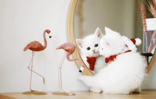 Кошка, белый, взгляд, отражение, котенок, зеркало, малыш, фламинго