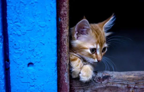 Картинка кот, маленький, рыжий, котёнок, милашка